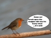 robin