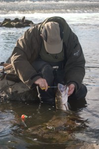 Lee Swords unhooking a trent pike