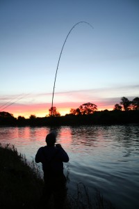 Bending into a good fish