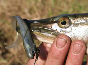 river pike on small lure in winter