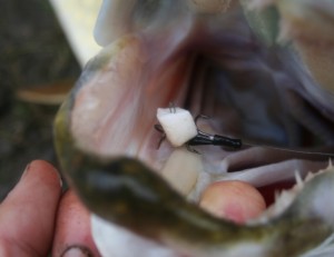 pike mouth