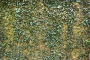 5270756-hdri-of-a-wall-covered-with-ivy