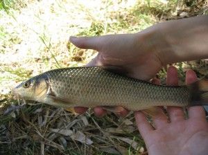 Barbus Microcephalus