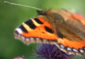 A nice furry backed butterfly