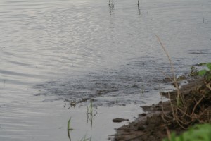 perch chasing fry