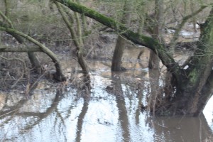 Snow melt Trent flood