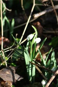 The first snow drops of 2013
