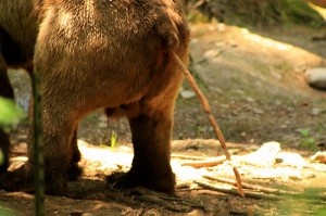 bear shitting in woods