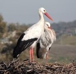 stork