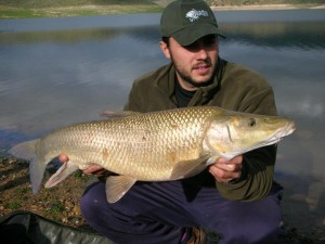 Comizo barbel