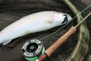 Blue trout from Roxholme Fishery