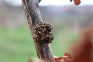 Not all wasp gall type things are usable