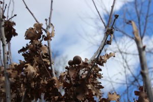 Oak apples