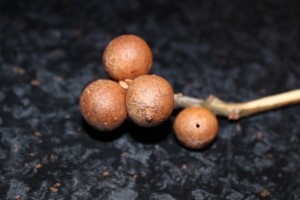 My chosen wasp galls...they are like hard cork....because that is what they are if you think about it!