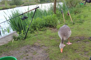 The clean up crew "foreman" and proof that I do sometimes fish properly