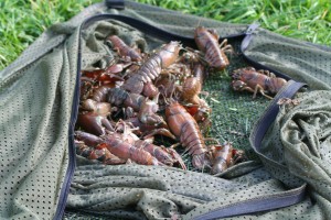 Let's hope the Trent doesn't produce Great Ouse quantities of Crayfish