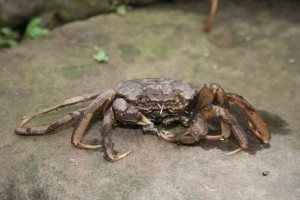 Mitten Crab