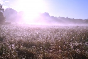 A little bit of mist in a morning can make all the difference!