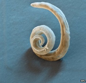 A lung worm
