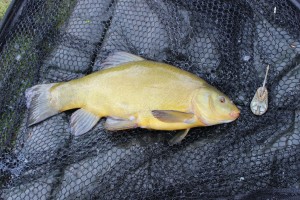 Another tench!