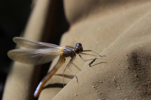 Banded Demoiselle just out of the water