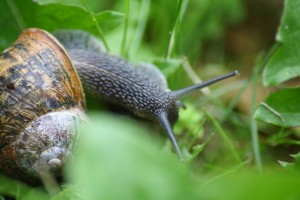 Dirty infested gastropods!