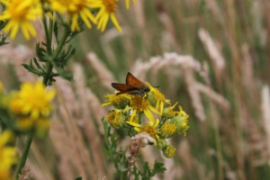 A Skipper