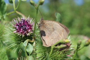 A Ringlet?