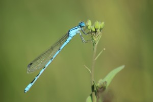 Damsel Fly