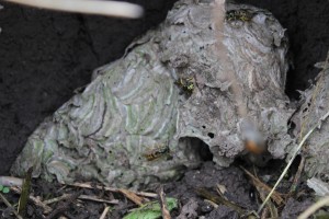 Wasp nest