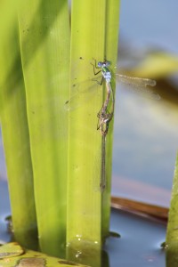 Scarce Blue Tailed Damsel ???