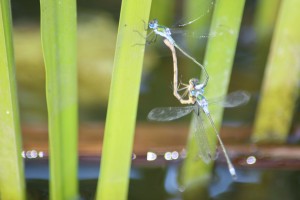 Damsel fly three-way