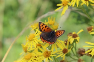 A Small Copper