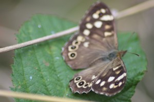 A Speckled Wood