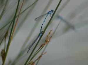 An abundance of fly life