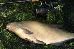 Another bream in the net