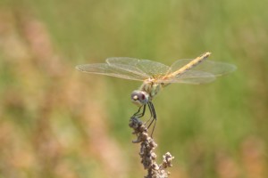 Company at Alderfen