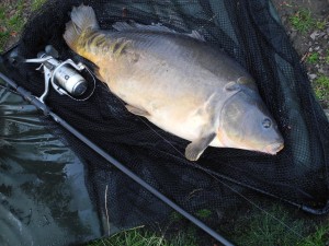 27lb of Alderfen Leny