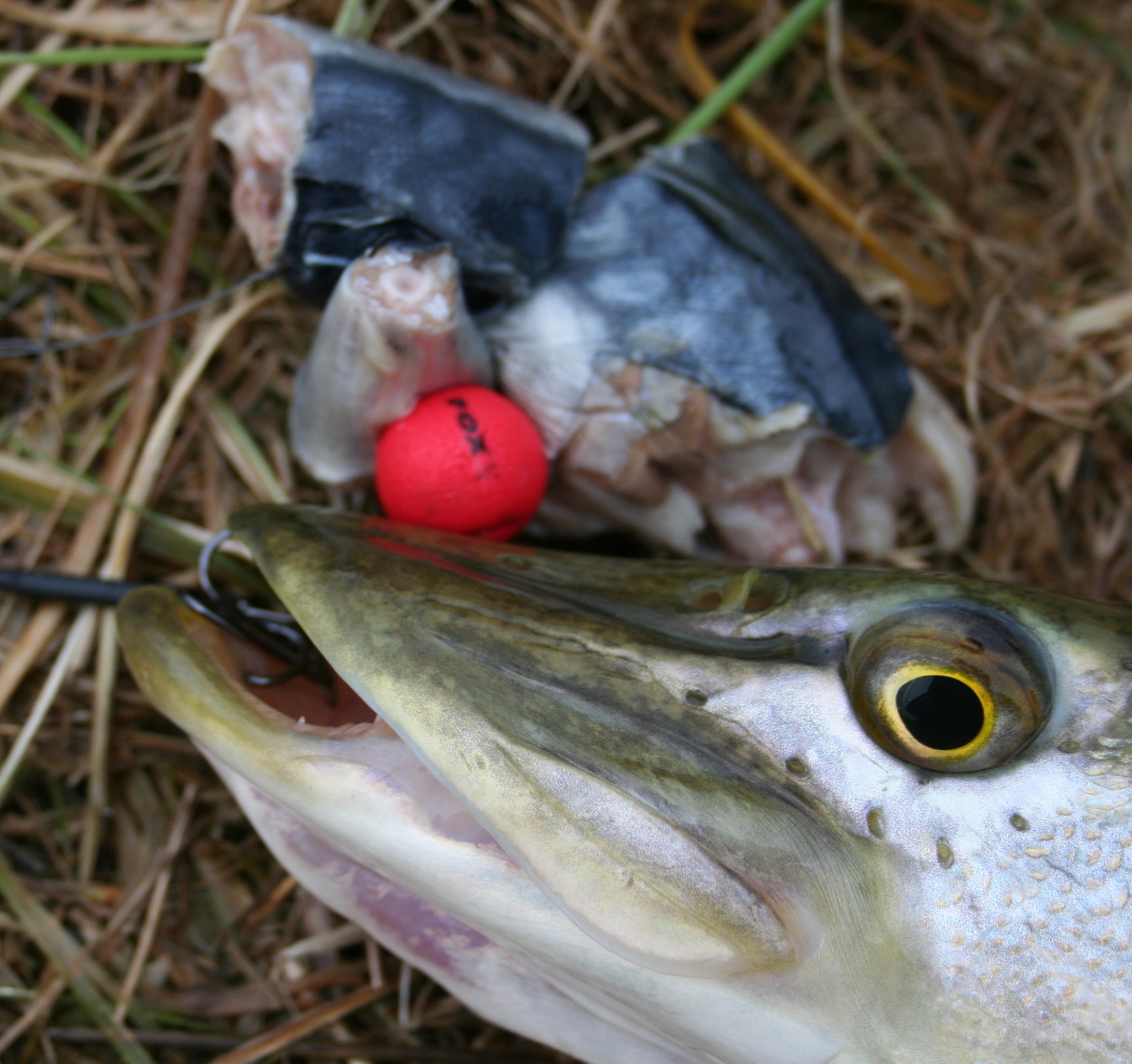 Jigging for Winter Pike - In-Fisherman