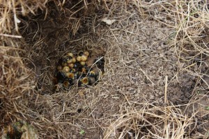 A bumblebee nest