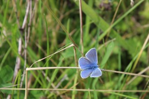 Common Blue