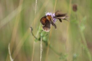 Meadow Browns