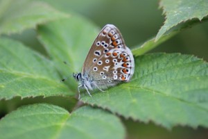 Common Blue