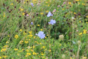 The meadow in full bloom