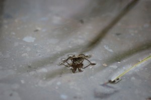 Wolf spiders?