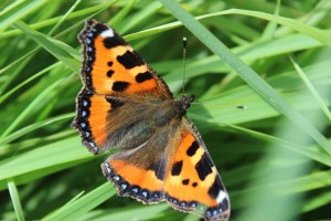 Tortoiseshell butterfly