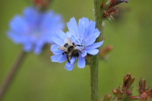 Bumble Bee's are awesome!!
