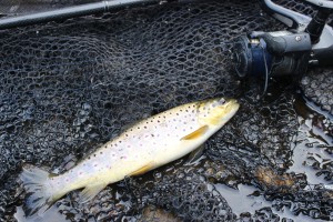 A decent little Brown Trout