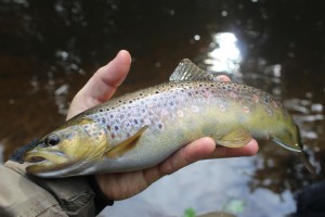 a tidy little Trout!