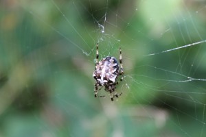 a.diadematus ( dark morph) 